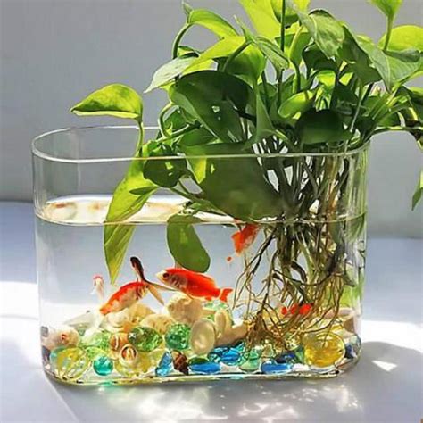 盆栽養魚